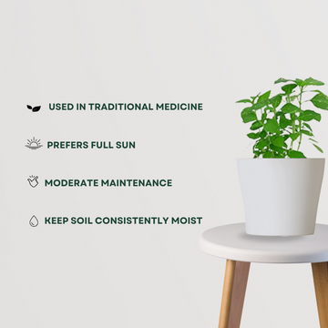 Tulsi (Holy Basil) indoor plant
